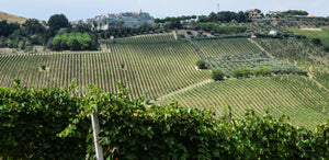 Il Conte Villa Prandone kvalitetsviner Italien Marche Marinus Navicchio